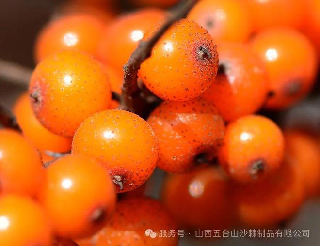 彩神Vll代表谈“安康” 浆果食品成优选(图3)