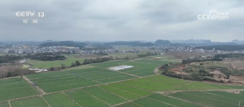 彩神welcome官网小蔬菜“闯出”大市场 本地“菜园子”纵贯粤港澳大湾区“菜篮(图1)