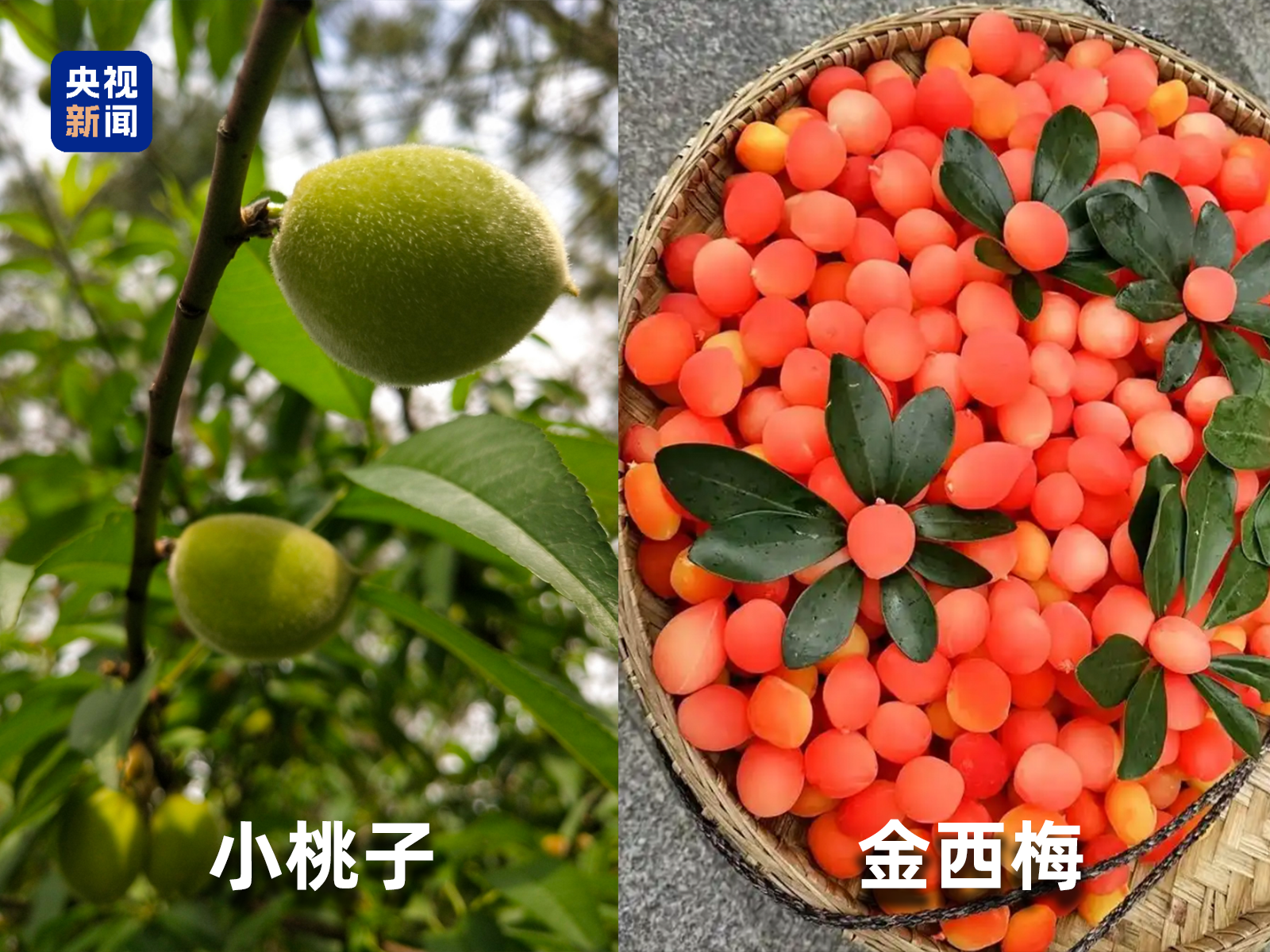 彩神vll官网起底“生果圈套”！这些“智商税”生果要晓得→(图3)