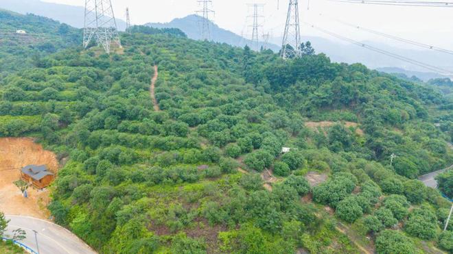 彩神vll购彩大厅最新！苍南将大批上市！(图4)