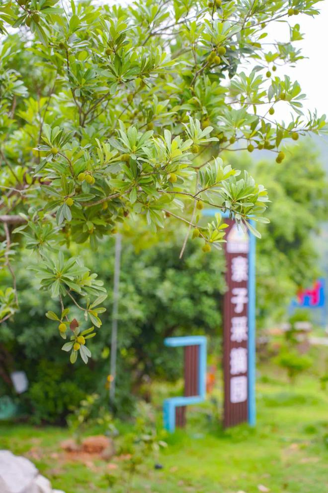 彩神vll购彩大厅最新！苍南将大批上市！(图5)