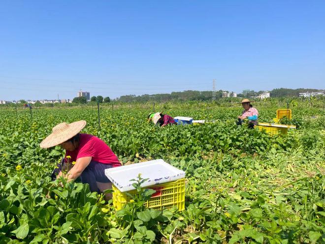 彩神vll购彩大厅广西种出“生果型”菜心日销2000千克！(图3)